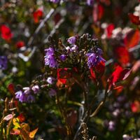 Blauseegebiet: Bekannt für die Flora und Heidelbeeren