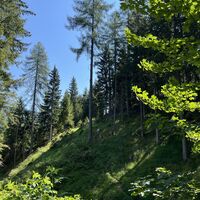 Rückblick zur 'Schlüsselstelle'. Am Baum in Bildmitte ist sogar ein gelbes Zeichen.