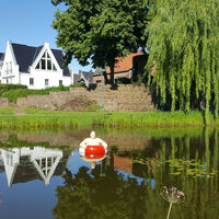 "Paul" im Froschteich an der alten Stadtmauer