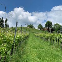 In Ratsch an der Weinstraße