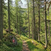 Waldwanderweg hinab nach Hallstatt