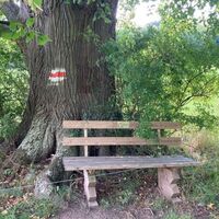 Linde mit Bankerl