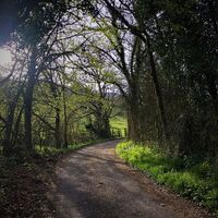Durchquerung des Unterholzes