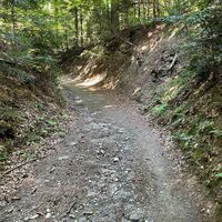 Waldweg