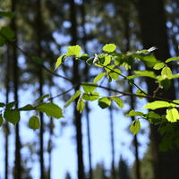 ein Motiv aus dem Wald
