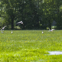 Störche auf den Queichwiesen