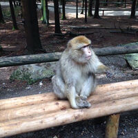 Berberaffe am Affenberg