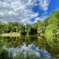Forêt de Haguenau - Étangs Gründel