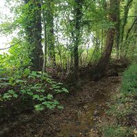 Forêt de Montmorency