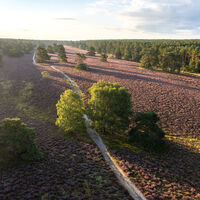 Misselhorner Heide Drohne Luftaufnahme Heideblüte