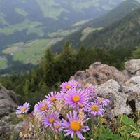 Wildschönau Gratlspitze