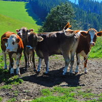 Trofaiach - Leoben
