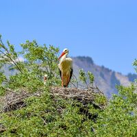 Storch im Ruggeller Riet
