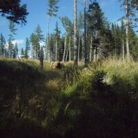 Almhausweg: Erzherzog-Johann-'Wanderweg Nähe Abzweigung 51erWeg