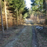 Forststraße Richtung Wermuthgraben