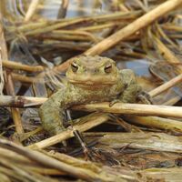Erdkröte