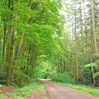 Breiter Weg durch den grünen Forst Franzhorn