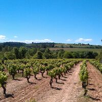 Weinberge_Grabels_-_E_Brendle