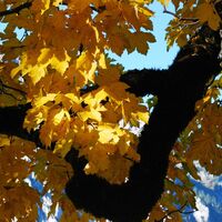 Die Riegerin (1939 m) aus dem Brunntal