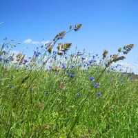 Sommerwiese entlang des Weges