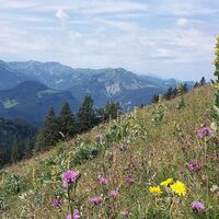 Blumenwiese auf der Alpe Sammere