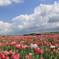 Blick Richtung Pleßberg mit Mohnblüte