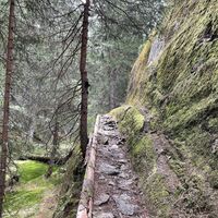 Rischinerwald