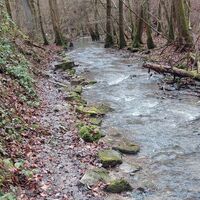 Weg direkt am Wüstenbach