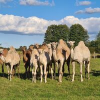 Eine Kamelherde auf der frischen Wiese der Kamelfarm Marquard 