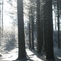 Wald im Winter