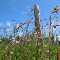Almwiesen auf der Hebalm