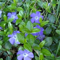 Flora