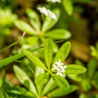 Preussensteig - Natur pur