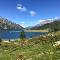 Alpenrosenblüte am Lej da Segl