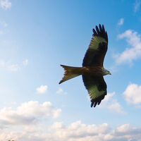 Natursteig Sieg Etappe 9