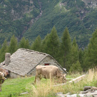 Alpe Magnello