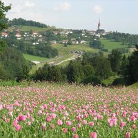 Neumarkt_Ansicht_Tulpenwiese