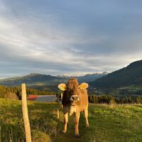 Schumpen auf der Jugethöhe