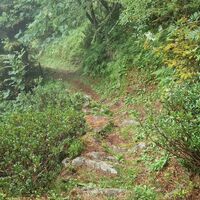 Abstieg im Wald