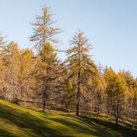 Lärchenwald bei Reith_Lärchen mit Wiese.jpg