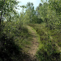 Die Trupbacher Heide bietet eine ungewöhnliche Natur und viele Aussichtspunkte zum Verweilen