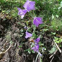 Flora: Glockenblumen