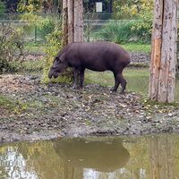 Flachlandtapir