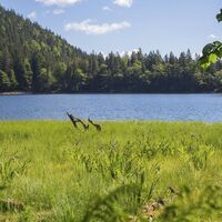 Feldsee
