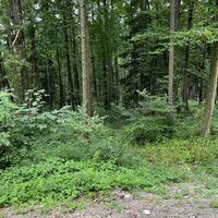 .. bis sich hier ein Abschneider links runter zum Schloß Kreisbach anbietet (Vorsicht: etwas verwachsen --- besser nicht mit kurzer Hose begehen -- aber die alternative Kurve am Güterweg ist kein großer Umweg)