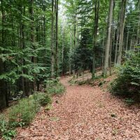 An der nächsten Wegkreuzung (4-fach) hält man sich an den rechten Abzweig. Weiter unten wieder links. So kommt man in einem schönen Zick-Zack nach unten.
