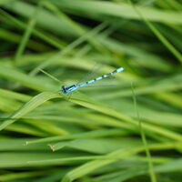 Libelle im Moor