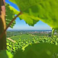 Blick durch die Weinberge auf Nußbach