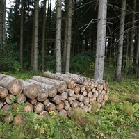 saugmoarunde_img_42112489