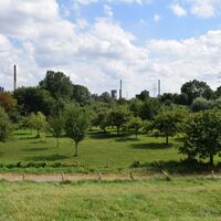 Blick in die Rheinaue